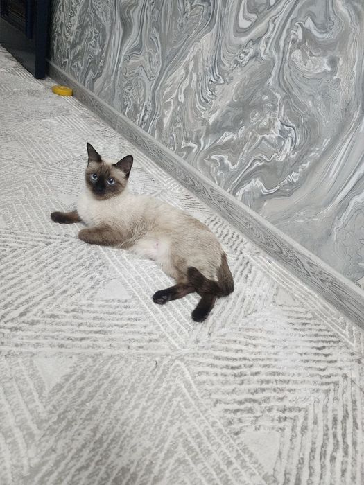 Сиамская кошка Барсик