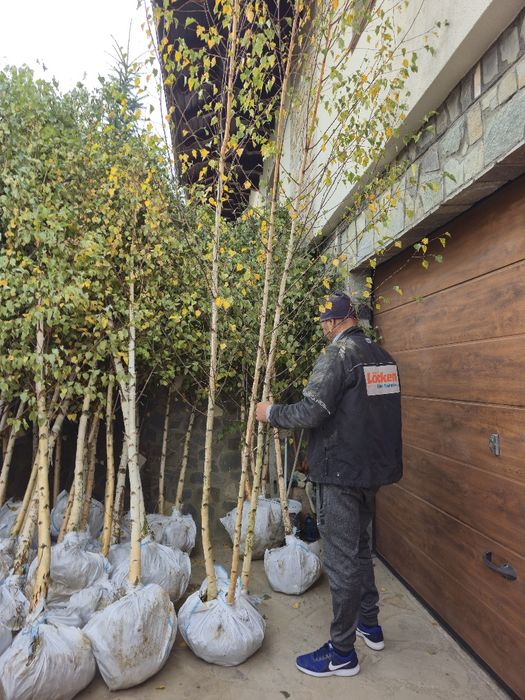 Tei Platan englezesc mesteacăn