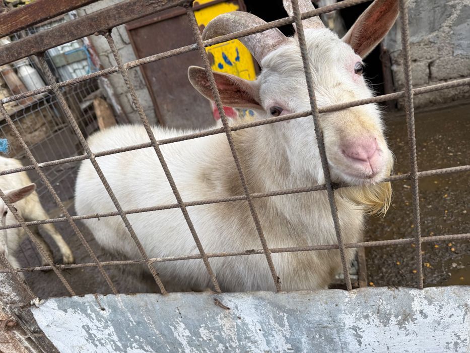 Vând 2 Capre si 2 țapi