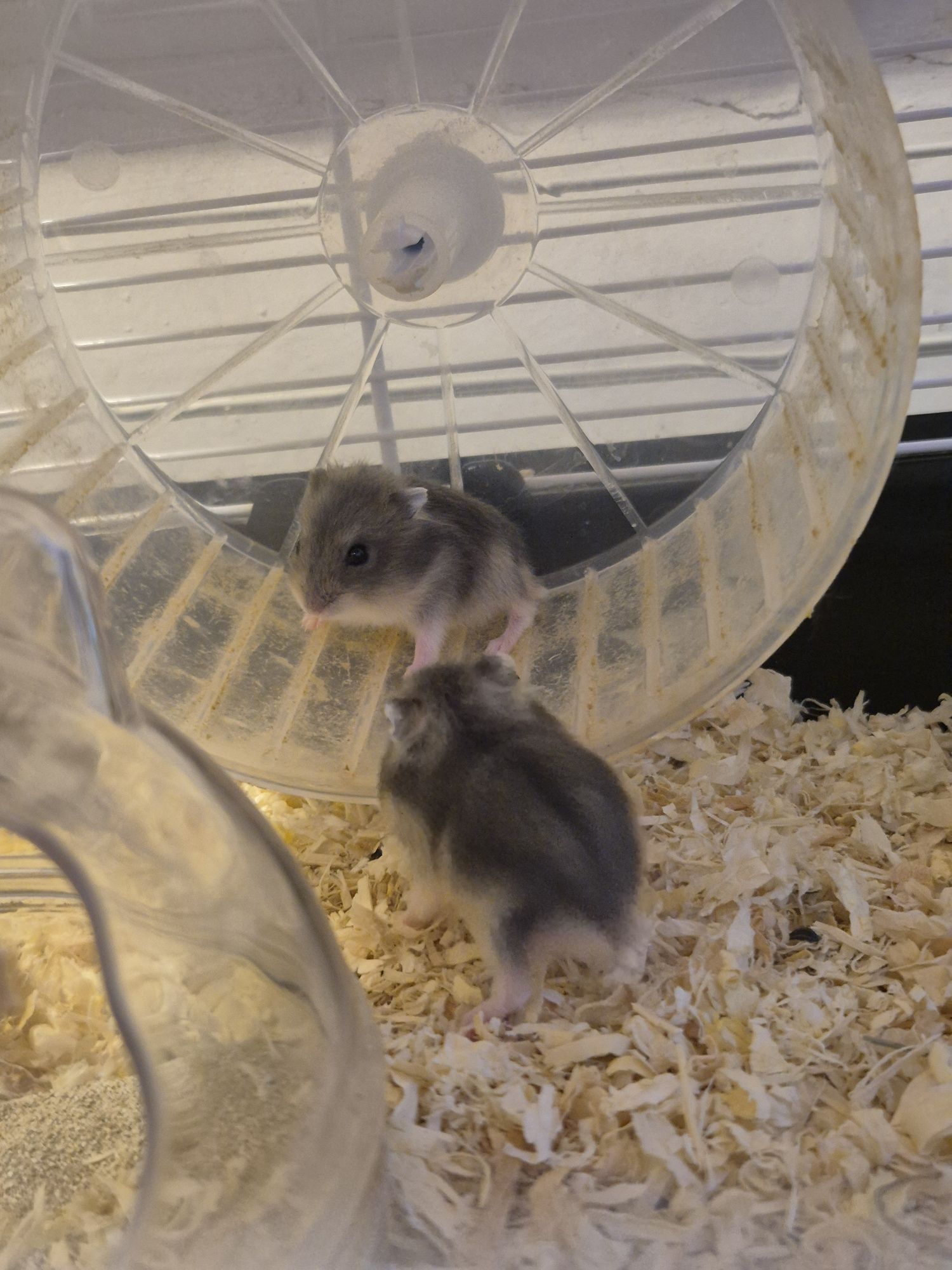 Donez hamsteri pui