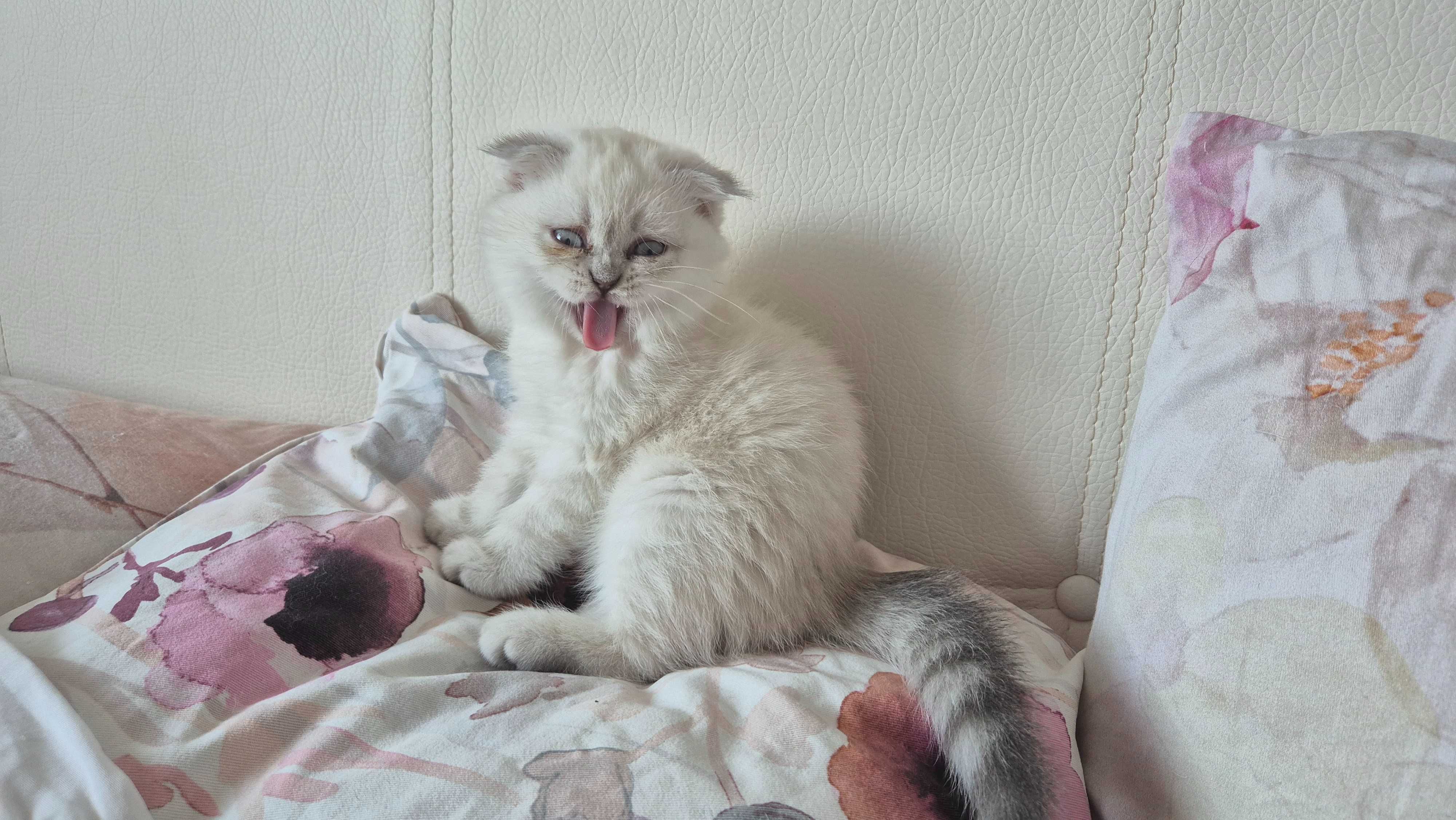 Клепоухо британско коте