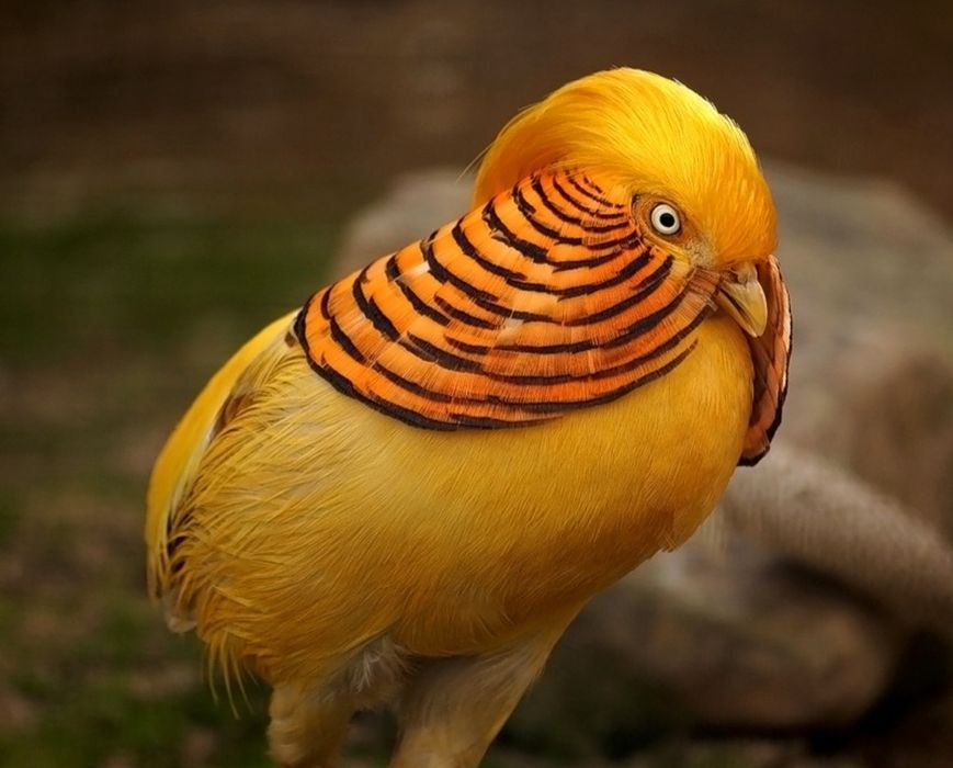 Фазаны лимоные 2024 года