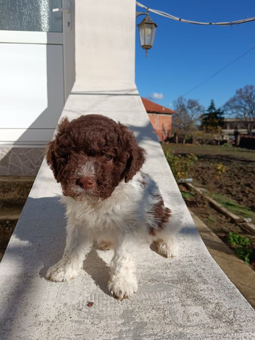 Лагото Романьоло