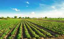 Teren Agricol judetul Giurgiu Sat Toporu / 3 hectare