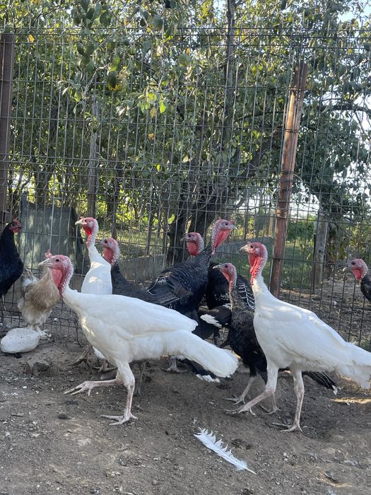 Vand curcani de tara