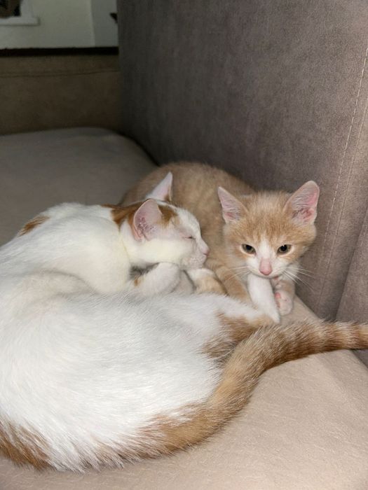 Ищет дом безумно милый маленький  красивый ласковый котик ))