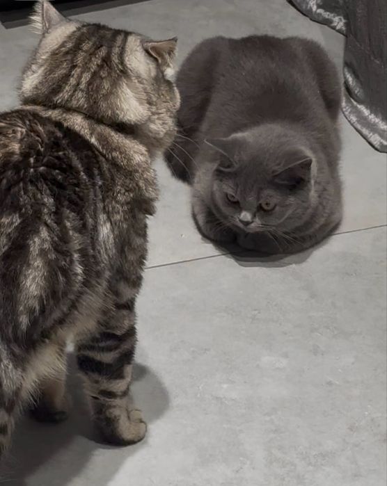 Британский  скоттиш страйт
