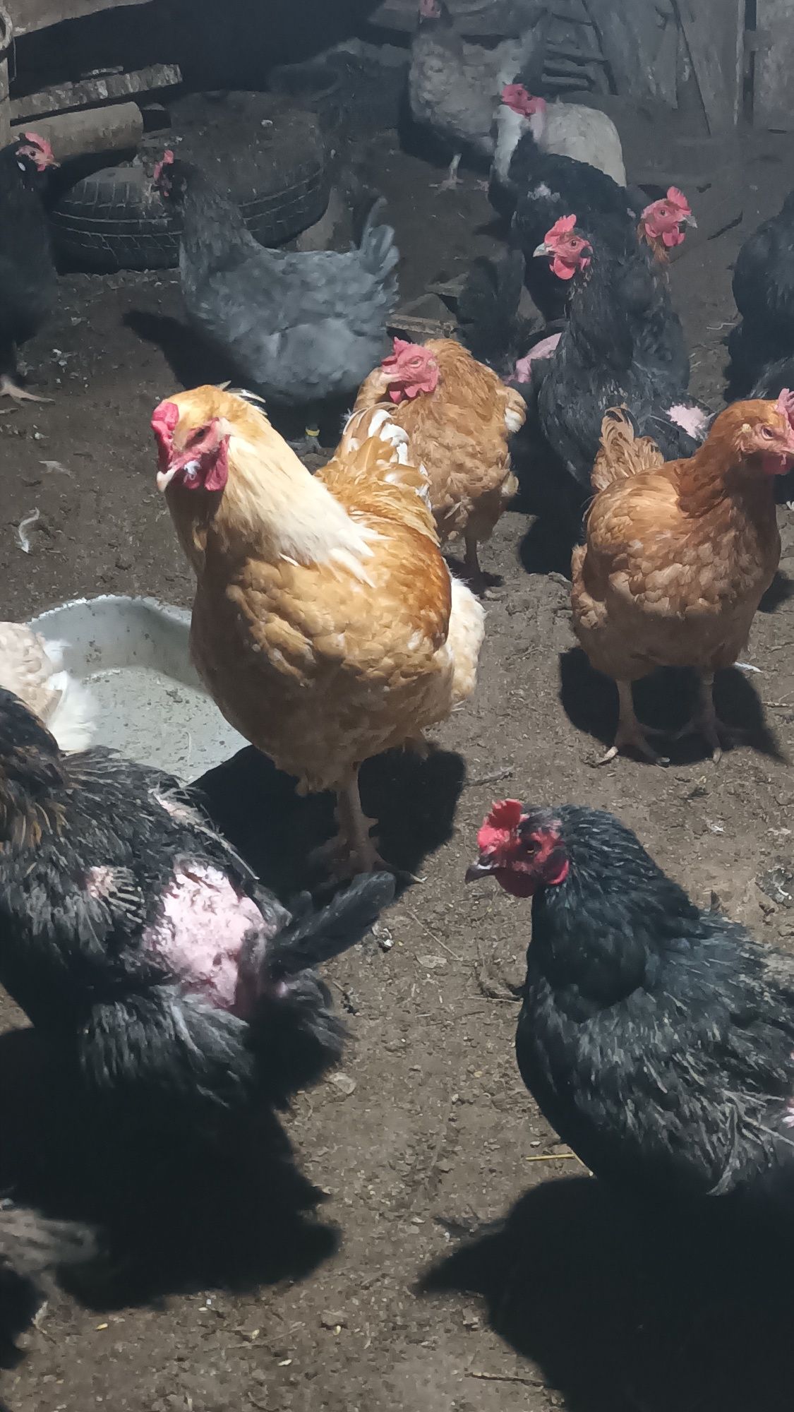 Продавам кокоши яйца 1,20
