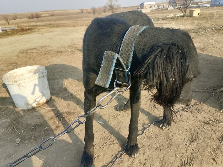 Кумай тазы 4кар баскан