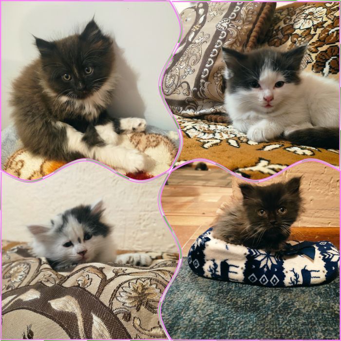 Котята в хорошие руки