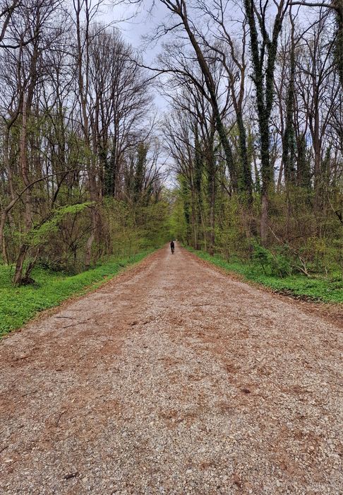 Teren 12.000mp Aleea Teisani - Padurea Baneasa