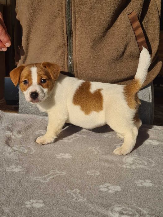 Джак Ръсел Териер