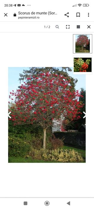 Scoruș de munte ,maslin