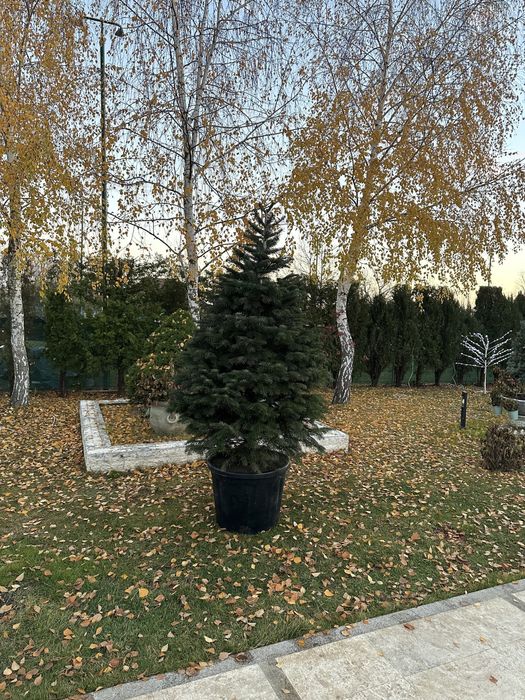 Brad la ghiveci pepiniera