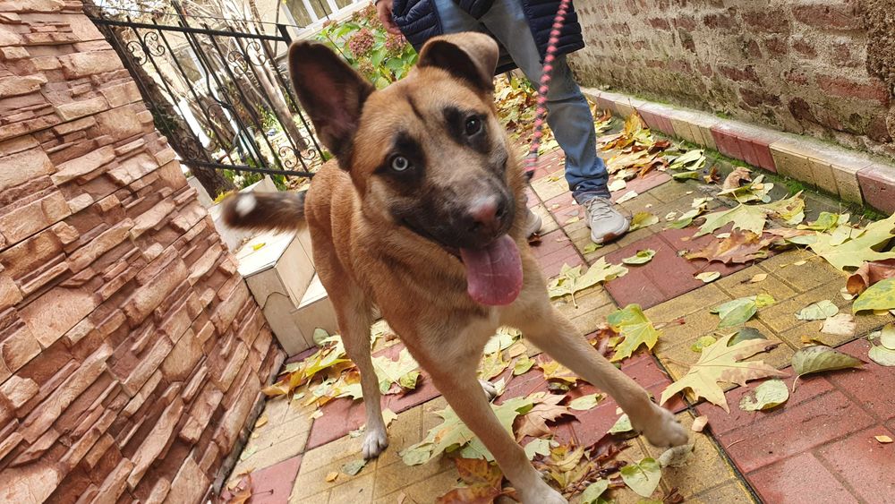 Страхотен Шарено-Очко търси Дом