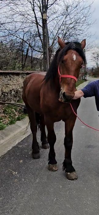 Mânz (cal castrat)  de 2,5 ani- garantat  la lemne si la căruță!