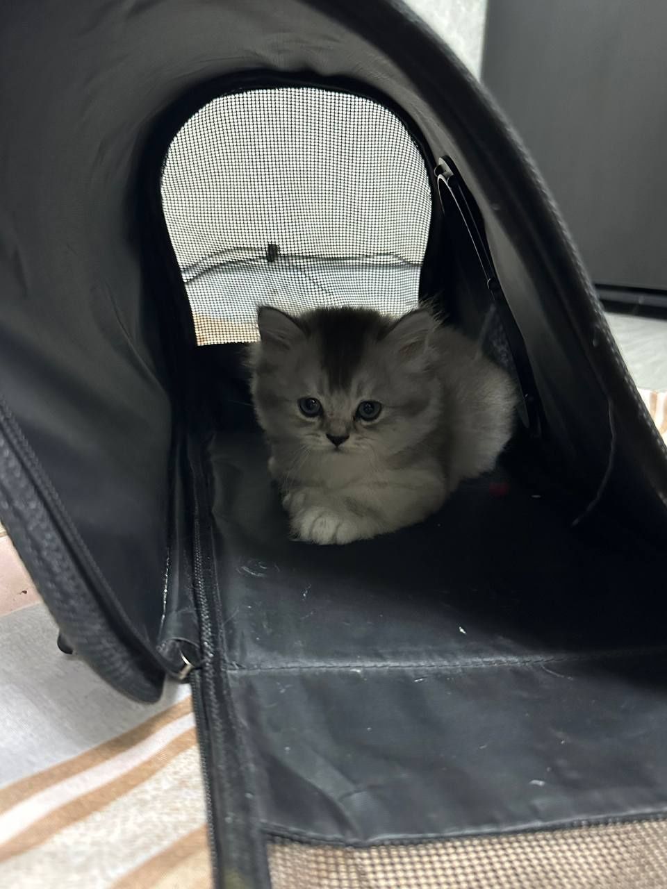 Шотланские котята от правильной вязки