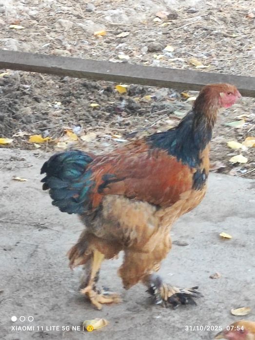 Brama xorozla sotiladi sogʻlom .donasi 200 mingdan .