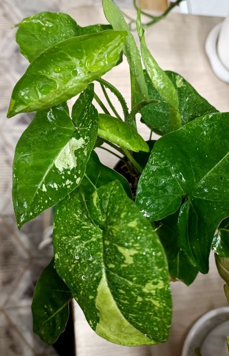 Комнатные цветы, сингониумы