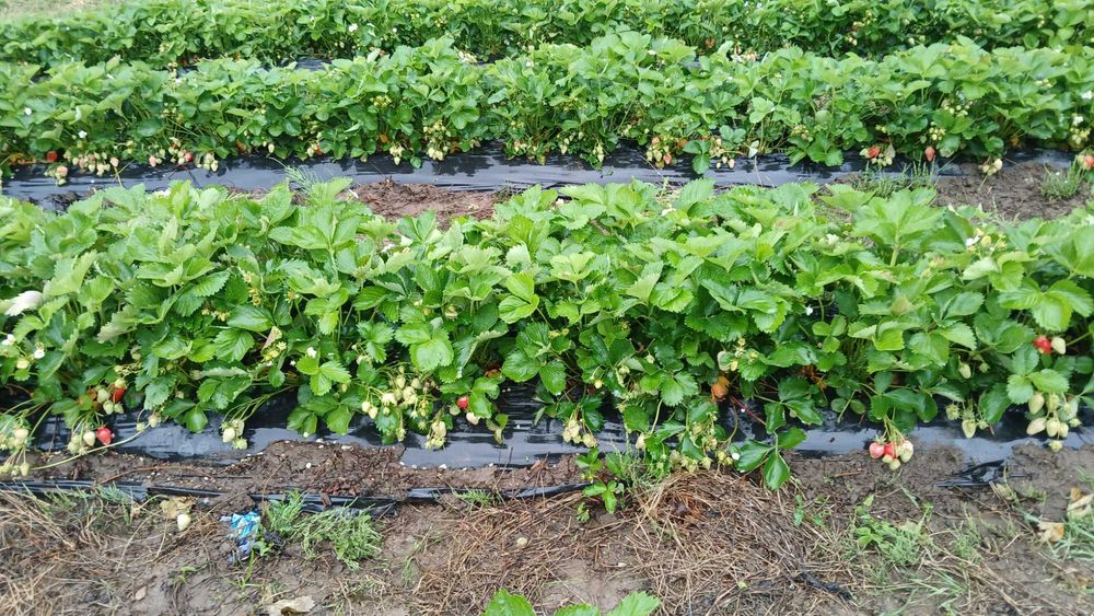 Разсад ягоди холандски и италянски сортове