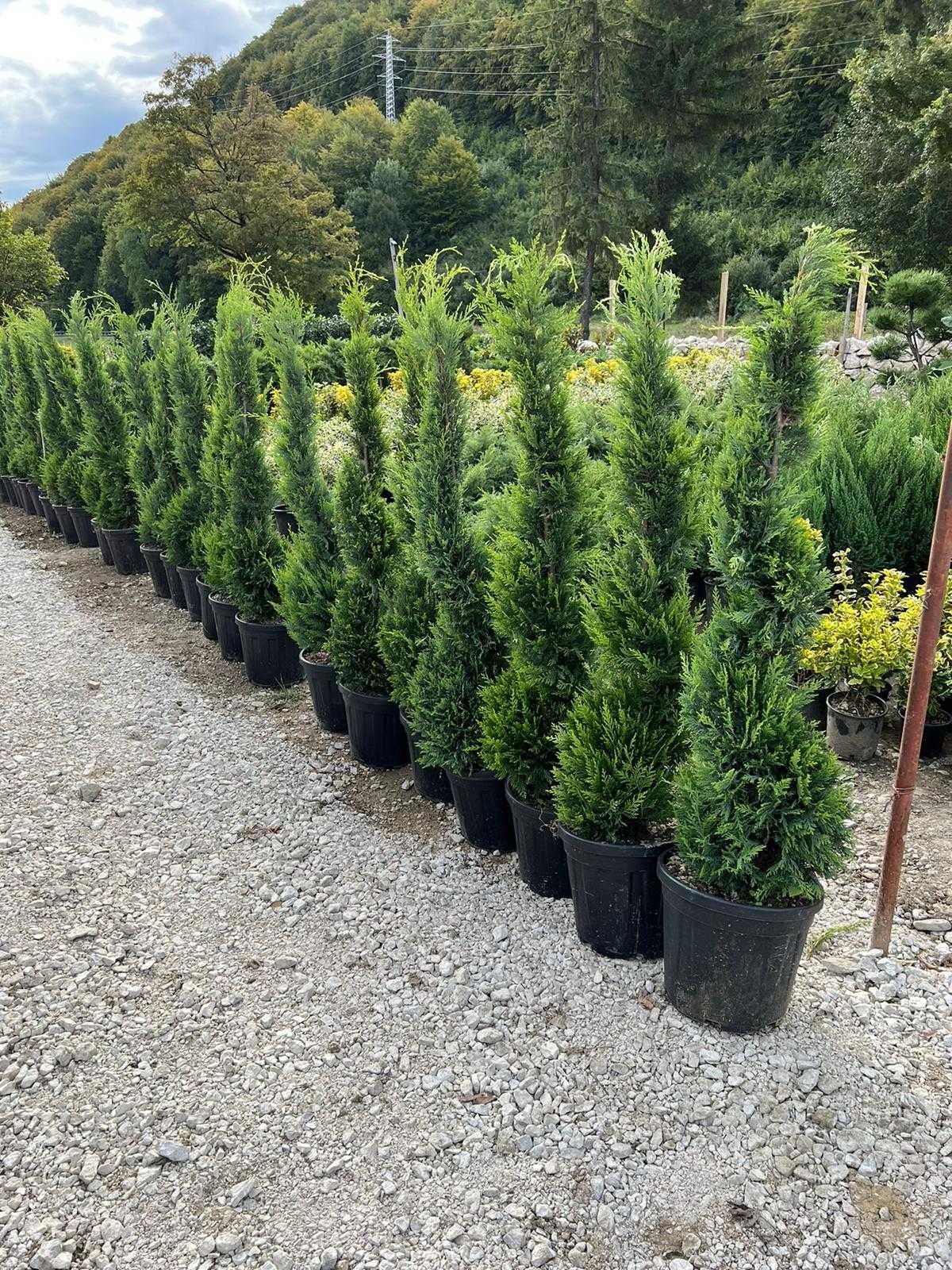 Alege cele mai bune plante ornamentale pentru grădina ta!