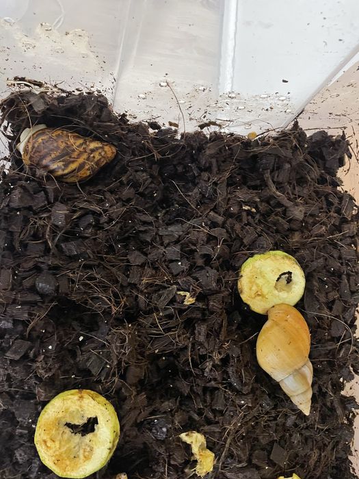 Подарявам охлюви – активни и добре гледани