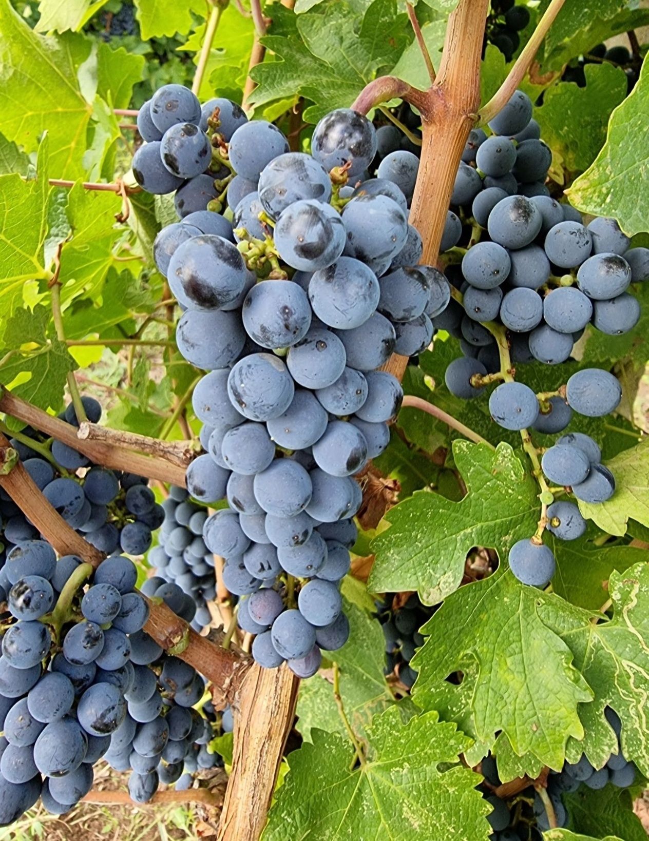 Struguri pentru vin - Cabernet Sauvignon