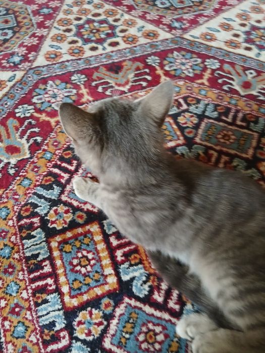 Котенок,3 месяца