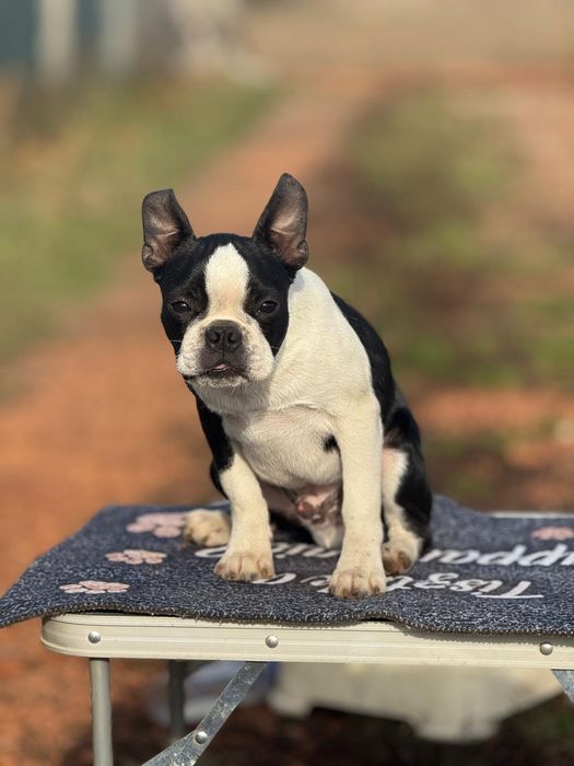Boston terrier puiut