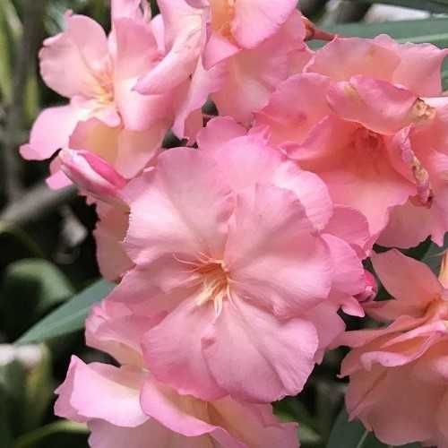 Leandru cu floare batuta piersic galben rosu Tamarix