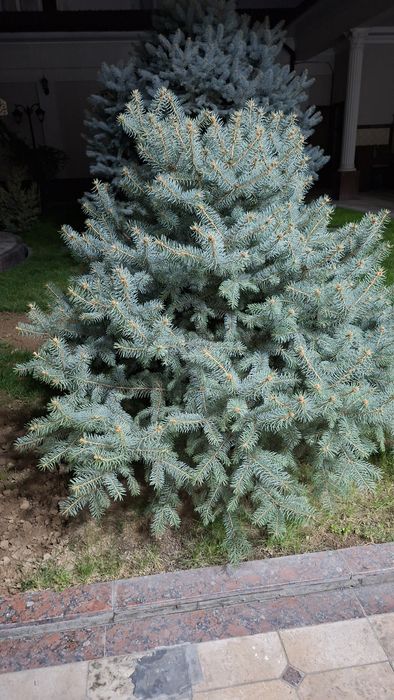 Продам голубые ели