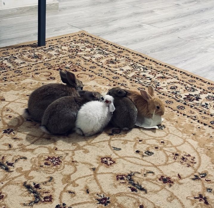 қоян сатылады 1шт-6000тг