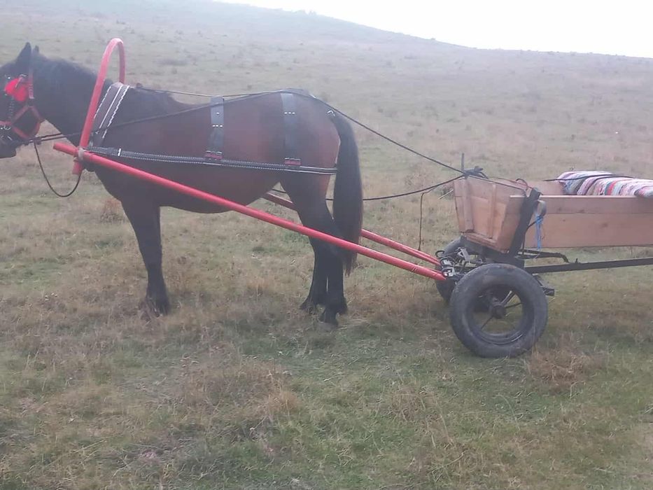 Vand manza pusă de un an și 5 luni pusă prima dată la caruta