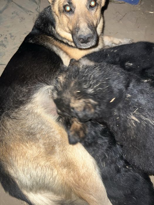 Kafolat pulini qaytarib beraman