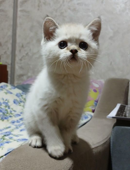 Скоттишь страйт мальчик