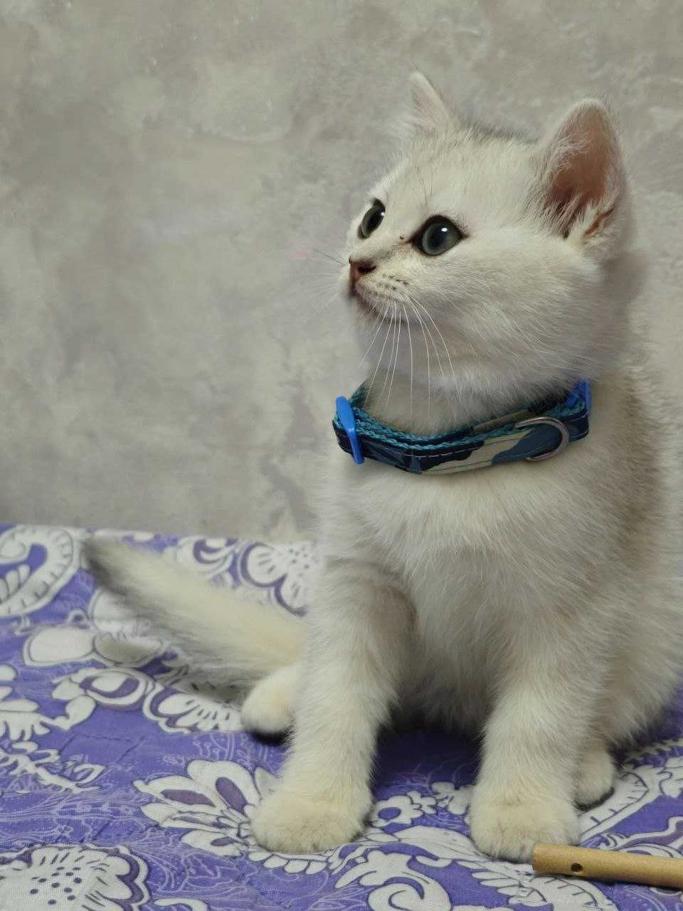 Продается котята чистокровные британские шиншиллы