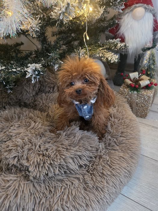 Тийкъп момиче на 1 година