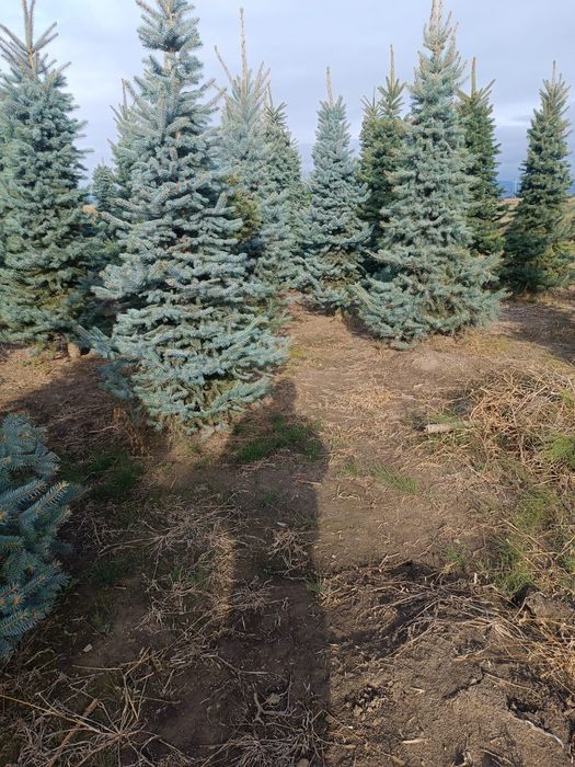 Brazi Arginti Verzi de la 2 la 5 m