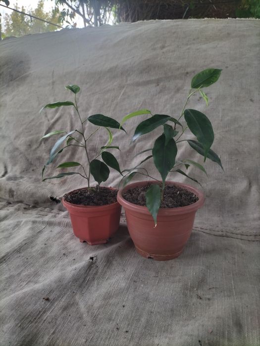 Комнатые и домашрие цветы