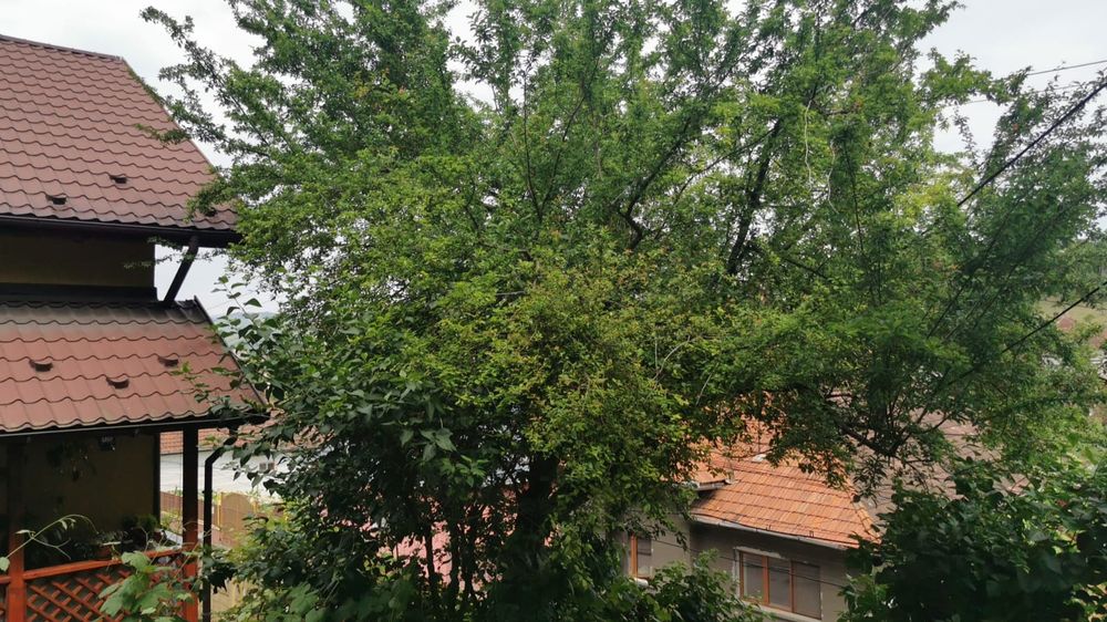 Toaletare copaci la inaltime,defrișări terenuri,cosit.