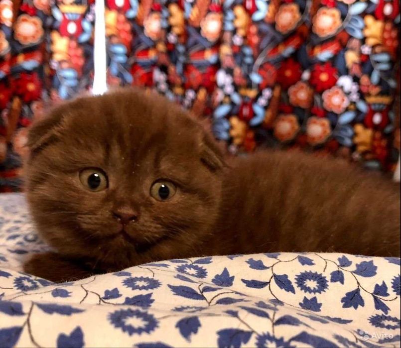 Вислоухие шотландские котятки