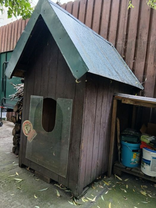 Vand cusca caine de talie foarte mare