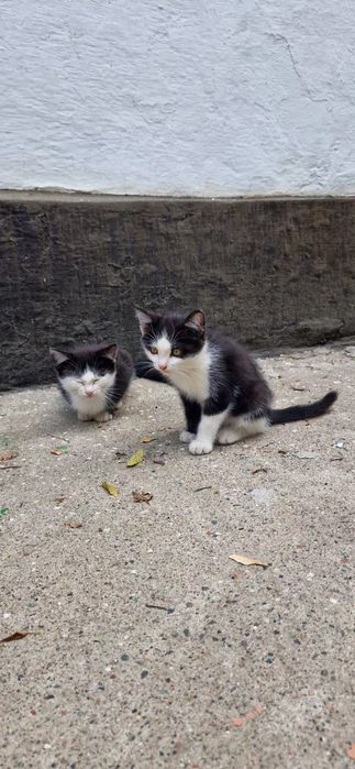 Отдам котят в хорошие руки