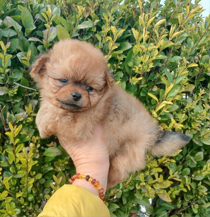 Помапу/Pomapoo той пудел