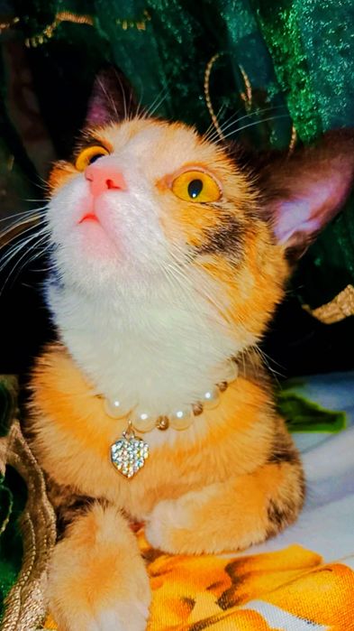 Кому счастье в дом?