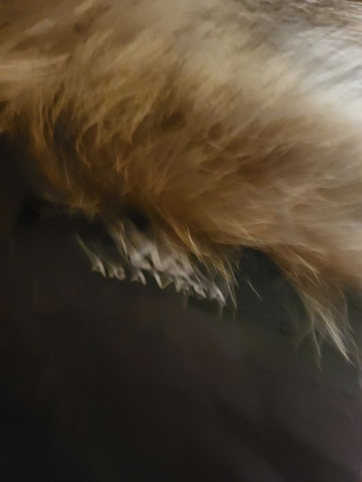 Haina barbateasca blana de raton