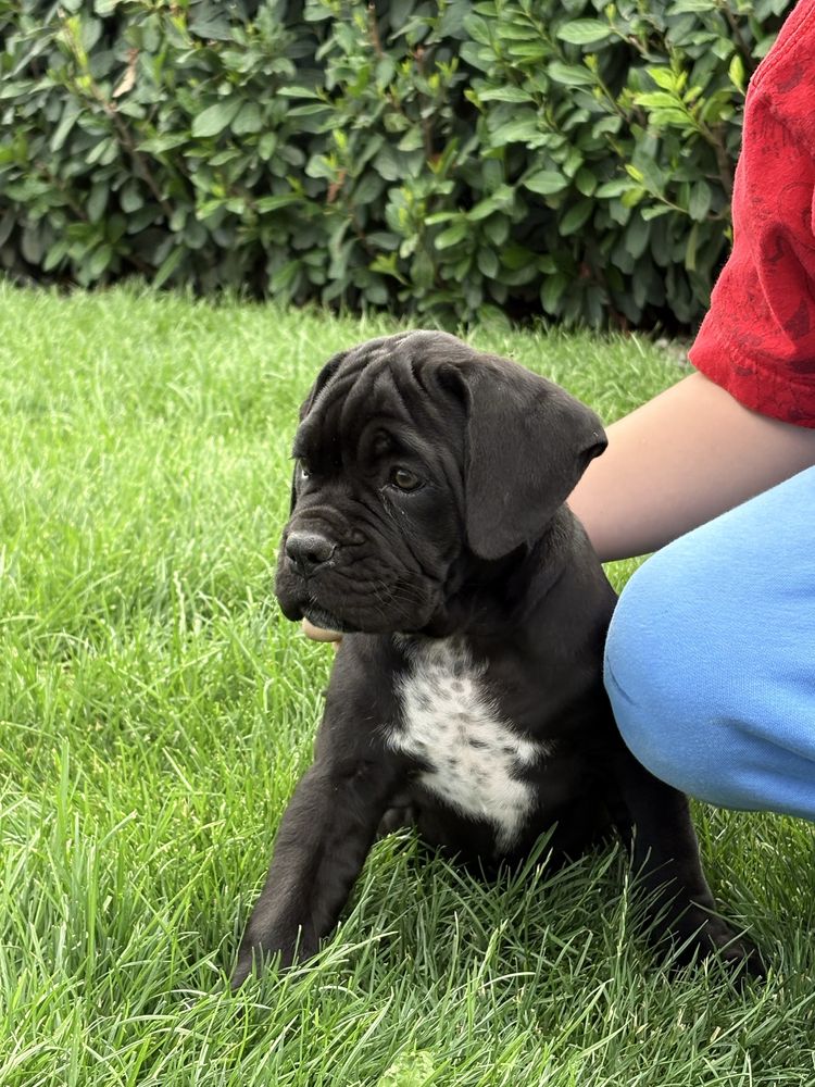 Catelusa cane corso 9 saptamani, femela, neagra