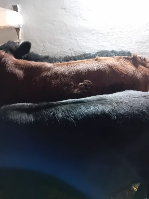 Taurasi baltati, angus intarcati