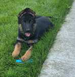 Ciobanesc german cu certificat pedigree tip A