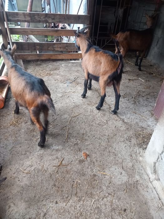 Vind edite alpin francez